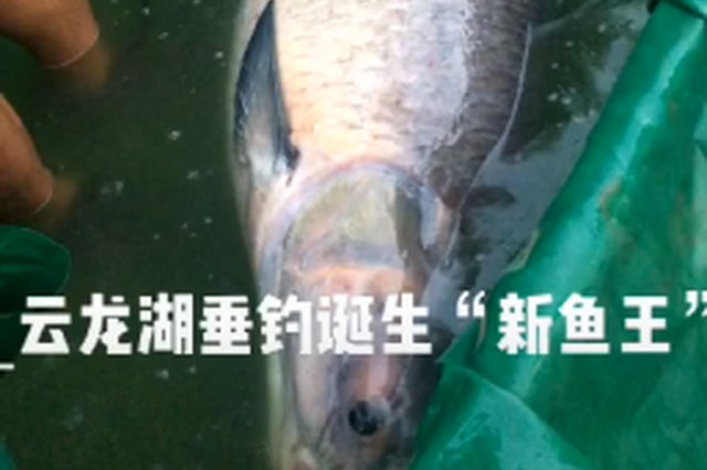 徐州男子钓到168斤鱼王 被养殖户买走当"镇塘之宝"