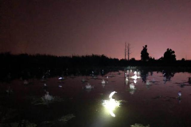 百余只水鸟夜困滇池非法捕鸟桩 民警涉水解救