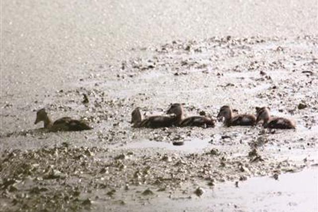 世界上最小的鸭子做客江北新区