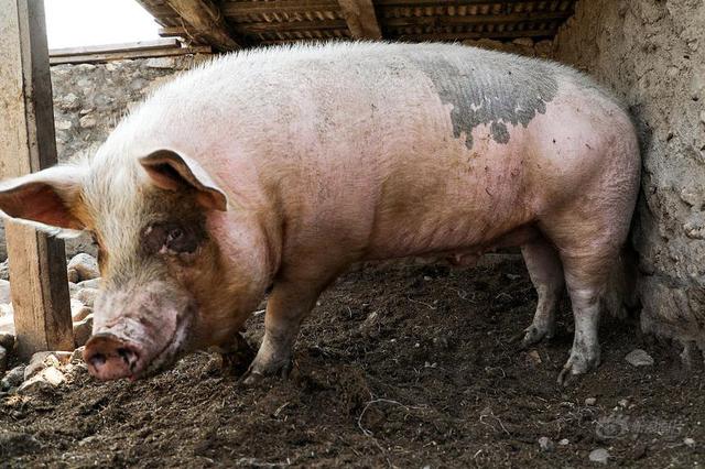 近期猪肉价格持续高位运行，农业农村部：生猪生产将逐步恢复