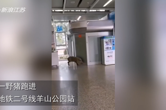 野豬誤入南京地鐵 網友：這只豬我認識
