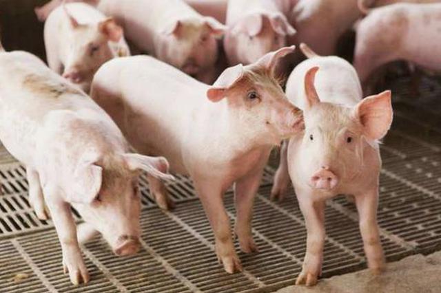 侠客岛：猪肉价格为何大涨？从一个村子观察全局