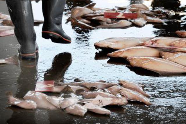 黑帮生意越来越难做 日本山口组成员非法捕鱼谋生