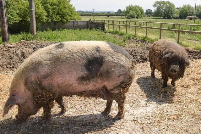 三周两谈“二师兄” 国务院要求落实猪肉保供稳价措施