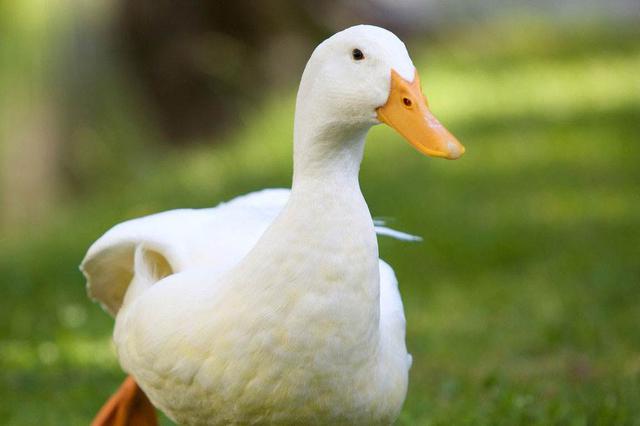 大数据画出南京吃鸭地图：有人深夜吃2377元鸭子火锅