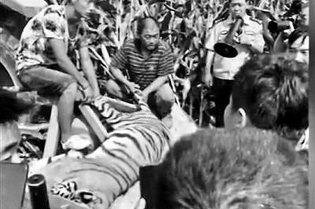 马戏团老虎演出时“越狱” 负责人被刑拘