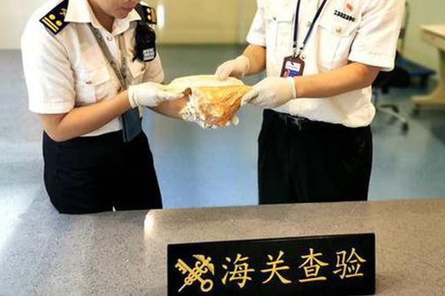 南京禄口机场海关首次查获疑似濒危物种大凤螺