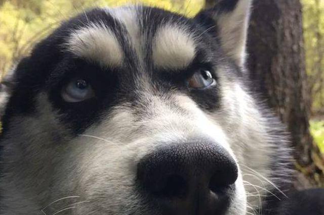 狗中哈士奇名不虚传！它在派出所住一夜警察熬出黑眼圈