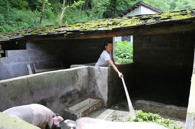 专家:肉价上涨源于猪瘟及一些地方限制养猪业
