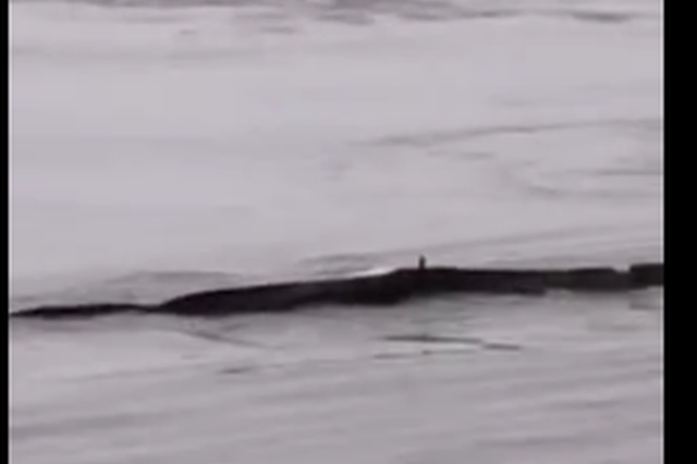 “三峡水怪”事发地被指系安徽一码头 真身疑为防晒网