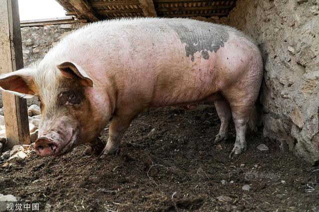 苏州出台意见稳定生猪生产 确保养殖总量只增不减