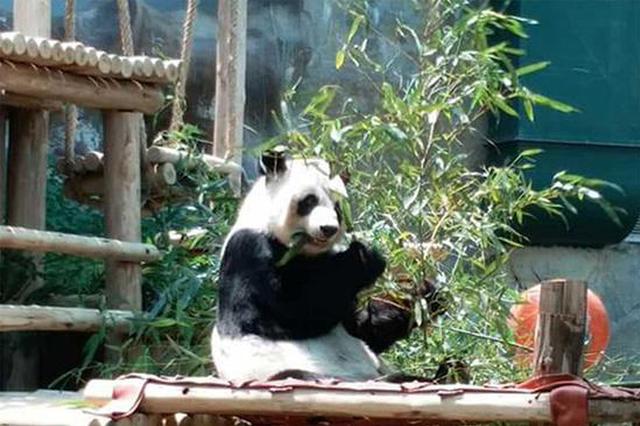 泰国民众黑衣告别“创创” 熊猫伴侣“林惠”独自进食竹叶