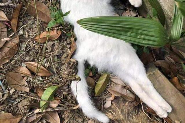 南京一别墅区内多条猫狗突然死亡 业主已报警