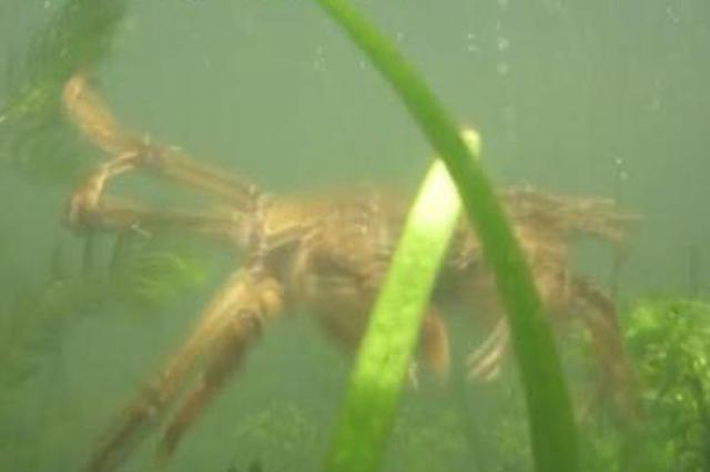 江苏阳澄湖大闸蟹23日开捕 价格预计有上浮