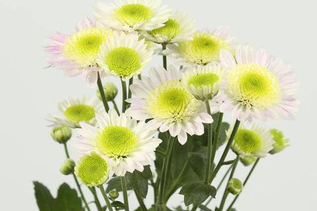 你见过吗？拿了国际金奖的南农菊花长这样！