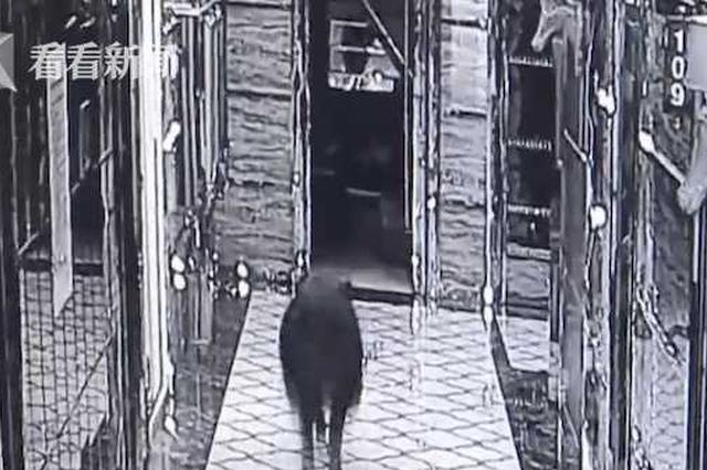 247斤野猪夜闯KTV包厢 民警三枪才击毙