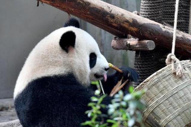 避免黄金周景区爆满 智慧“云旅游”成民众新选择