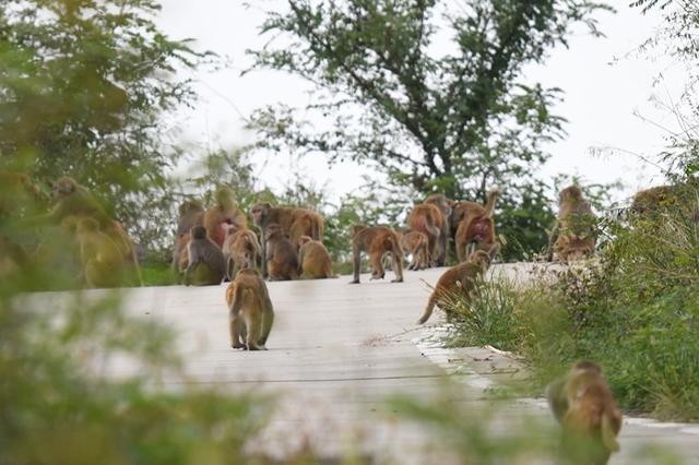 游客屡被猴咬 媒体：景区不能仅“被动防御”