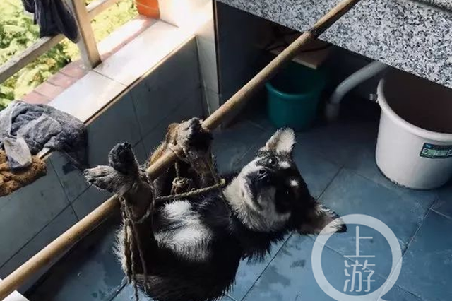 高校研究生被指虐杀流浪狗 校方：正在调查