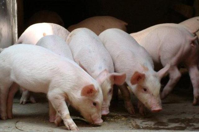 江苏：2022年全省猪肉自给率达到70%以上