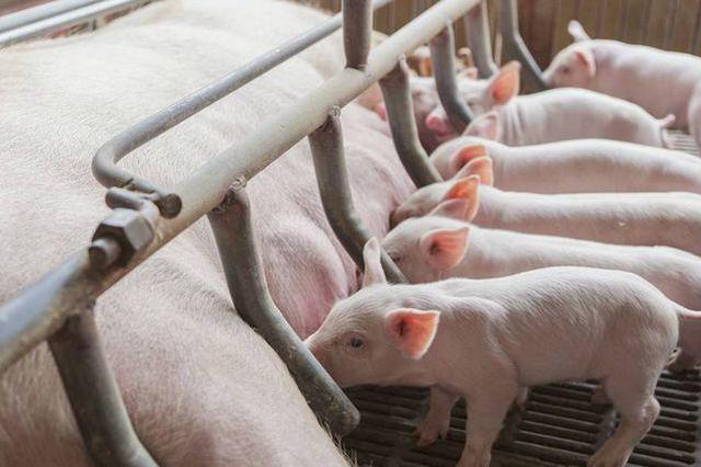 江苏出台意见稳定生猪生产：2022年猪肉自给率超70%