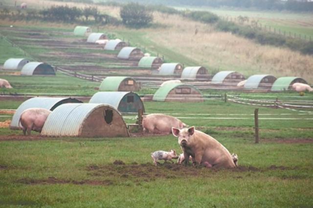 苏南等地养猪业调查：整治力度大 发展没跟上