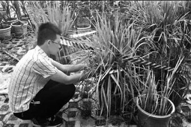 大二男生用5个月成功种出杂交水稻 产量近75克