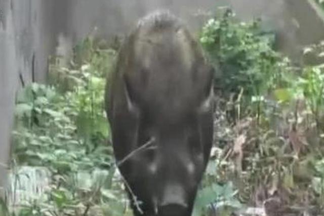 南京野猪主干道上飞奔 50多人围堵2名警察受伤