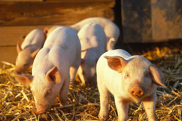 江苏出台稳生猪生产意见 2022年猪肉自给率超70%