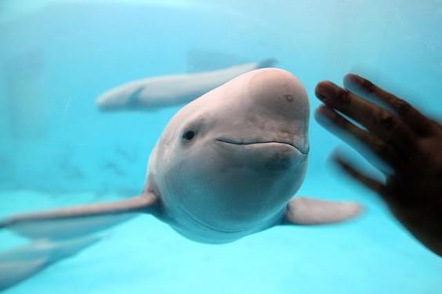 拆除文旅项目 关停近百企业 重拳只为留住“长江的微笑”