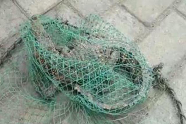 南通一小区附近河流惊现暹罗鳄 吓坏居民