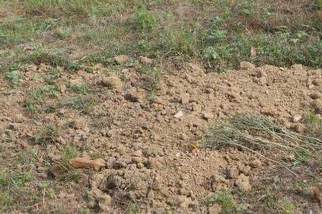 中山植物园内私埋乱葬？园方：请事主速来联系