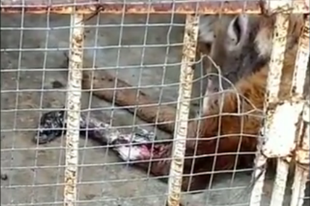 游客曝光梅花鹿腿腐烂 江苏一动物园被停业整顿