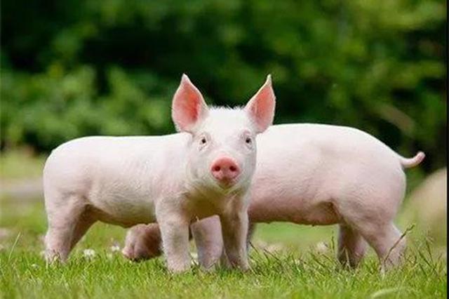 10月猪价上涨占CPI环比涨幅近九成 牛羊鸡肉均涨