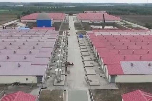 引进一头种猪补贴千元 天津发大“红包”支持养猪