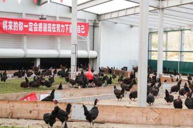 南通一养鸡场办“双11誓师大会”：定KPI产百万颗鸡蛋