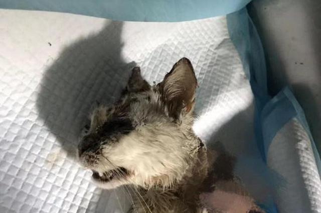 南京晓庄学院通报“学生被指虐猫”：公安机关已经介入