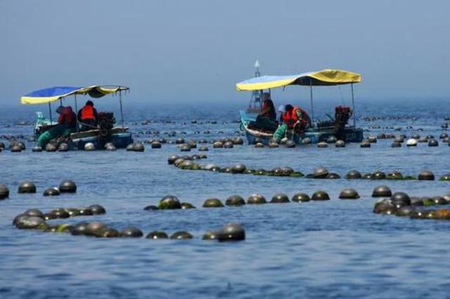 獐子岛扇贝“自然死亡”预亏近3亿 深交所质疑：财务洗大澡