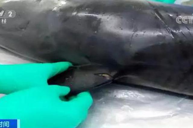 5天2只江豚死亡，记者实地调查水下“黑手”到底是啥？