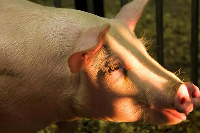 我国非洲猪瘟病毒攻关取得重要进展