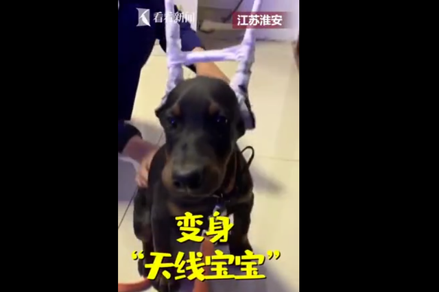 消防小哥一顿操作 杜宾犬变身行走的“路由器”