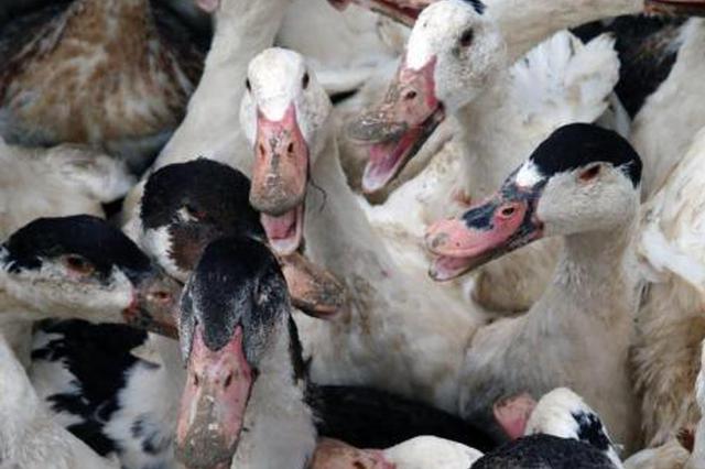 邻居控鸭叫扰民法院判鸭子“胜诉”：可以继续嘎嘎叫