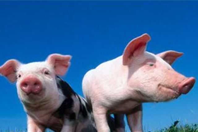 南京出台意见稳定生猪生产 确保“两节”猪肉投放量