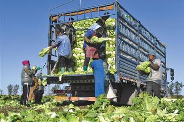 白菜市场批发价创近年新低 部分农户等腊月出售
