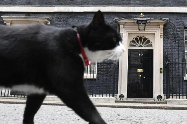 职场如战场！2019猫都觉得工作有压力 你还好吗？