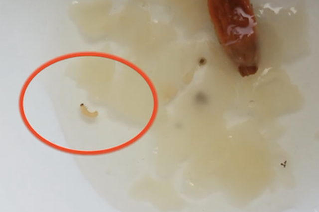 女子住月子中心多次吃到虫 检查结果发现尿酸高