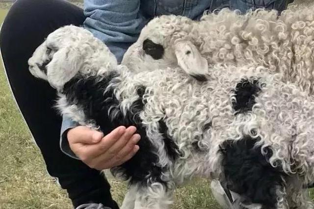 媒体聚焦：布鲁氏菌病来势汹汹为哪般