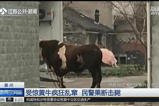 泰州一1300斤黄牛突然“疯狂”乱窜 特警连开两枪击毙