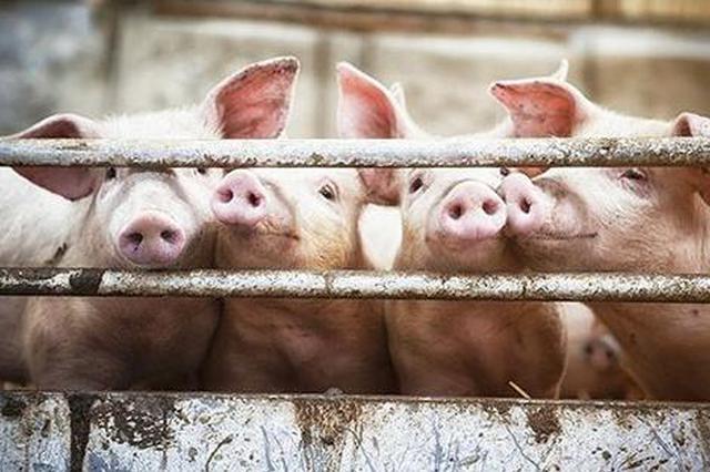 炒猪团偷运生猪 一天最多调出生猪4000头获利400万