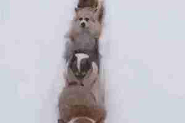 快看下雪啦！江苏又一地迎来初雪 你的家乡下雪了吗？